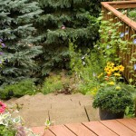 Stone steps and daisies.