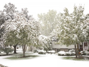 a weird sight to see trees that haven't even changed color yet covered with snow!