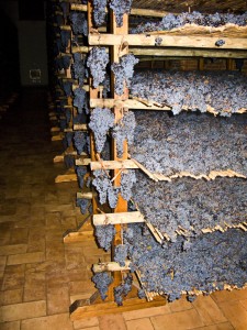 Red grapes drying on bamboo shelves